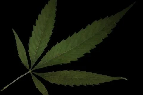 Weed Leaf Stock Photos