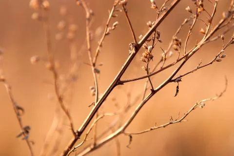 Weed in the light of the setting sun Stock Photos
