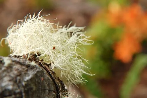 Weed in log Stock Photos