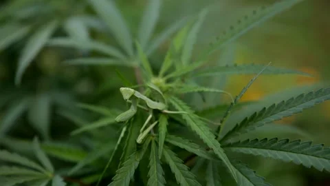 Weed Mantis - Close up Look at Camera Stock Footage 133549131