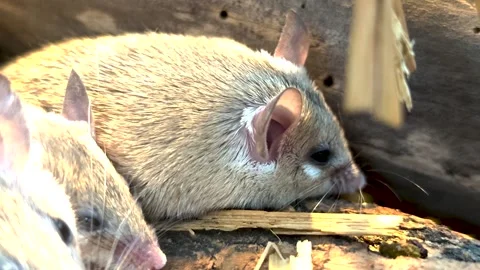 Weed mice resting Stock Footage 296029920