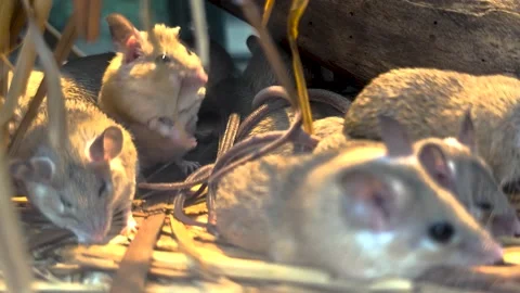 Weed mice resting Stock Footage 296030113