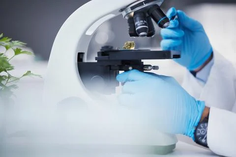 Weed, microscope or hands of scientist in laboratory research, marijuana Fotos de archivo