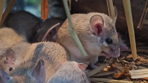 A weed mouse cleaning it self Stock Footage 294352720
