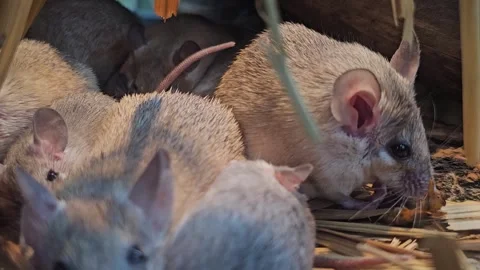 A weed mouse grooming Stock Footage 294394502