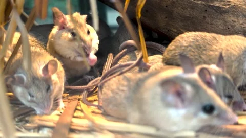 A weed mouse, grooming Stock Footage 295989450