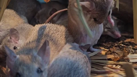 A weed mouse resting Stock Footage 294333276