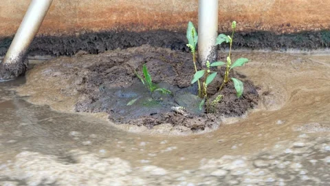 Weed plant grows on thick foam in sewage channel. Sewage chanel under city with  Stock Footage 142371192