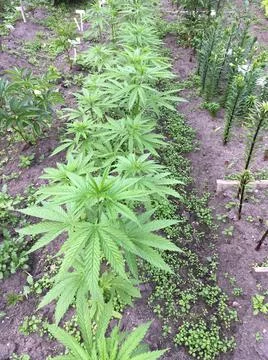 Weed plant. Stock Photos