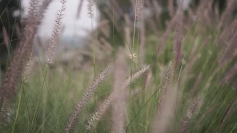 Weed Plants Stock-Footage 193900393