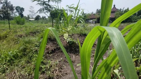 Weed plants Video stock 290988827