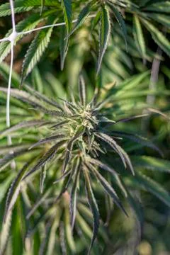 Weed Portrait Foto stock