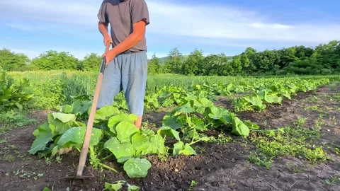 Weed removal from pumpkin beds. Elderly man with a hoe working in an agricultura Stock Footage 269716936