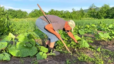 Weed removal from pumpkin beds. Elderly man with a hoe working in a field  Stock Footage 269717199