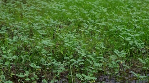 Weed in the rice field Stock Footage 54123504