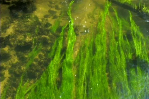 Weed in river Stock Footage 87292