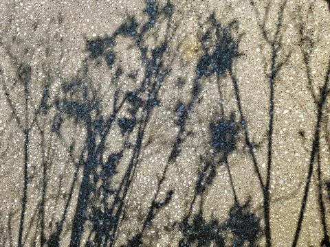 Weed Shadow On Concrete Stock Photos