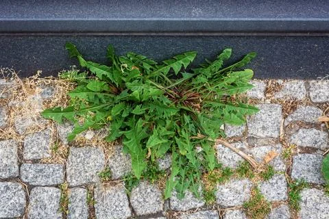 Weed on the sidewalk. Stock Photos