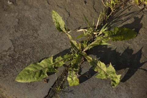 Weed Sidewalk Stock-Fotos
