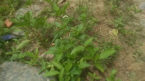 Weed with small white flowers Video stock 244862665