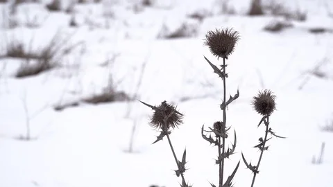 Weed in a snowy field Video stock 125176978