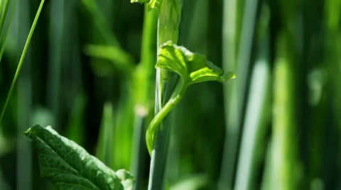 Weed on the stem of wheat plant Stock Footage 62549682