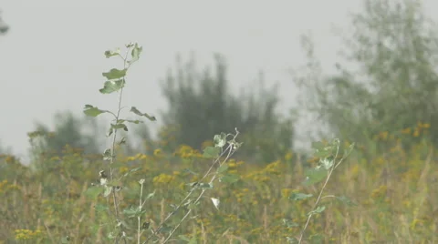 Weed swept by a summer breeze Video stock 63671567