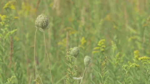 Weed swept by a summer breeze Video stock 63671639