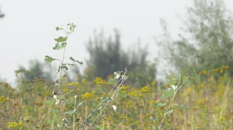 Weed swept by a summer breeze Video stock 63688199