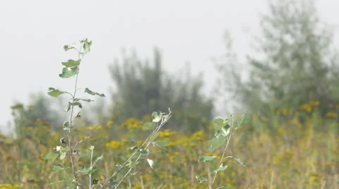 Weed swept by a summer breeze Video stock 63745112