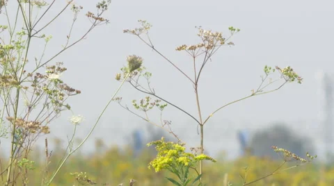 Weed swept by a summer breeze Video stock 63746463