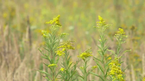 Weed swept by a summer breeze Video stock 63748039