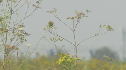 Weed swept by a summer breeze Video stock 63749612