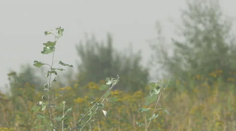 Weed swept by a summer breeze Video stock 63750258