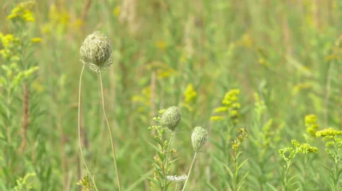 Weed swept by a summer breeze Video stock 63750703