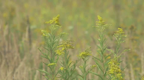 Weed swept by a summer breeze Video stock 63759972