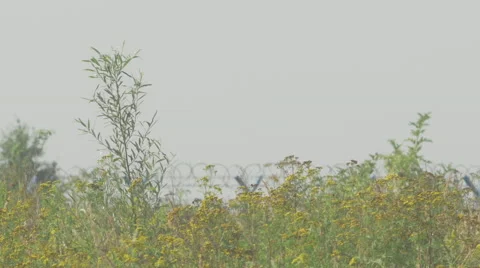 Weed swept by a summer breeze Video stock 63762746