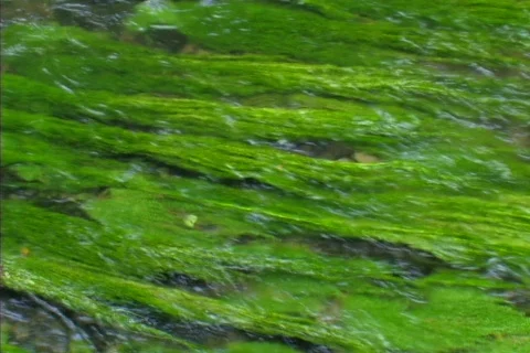 Weed under water Stock Footage 87293