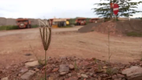 Weed vibration 스톡 동영상 156036053