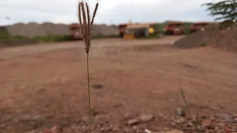 Weed vibration 스톡 동영상 156036096