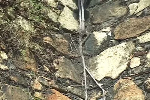 Weed in wall Video stock 8947359