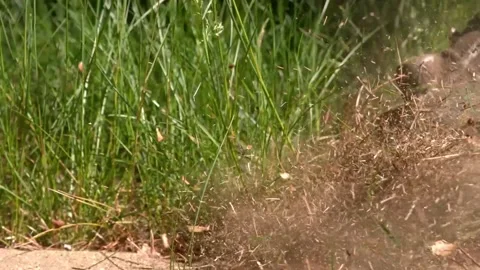 Weed Whacker Slow Motion 스톡 동영상 154518141