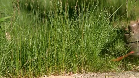 Weed Whacker Slow Motion 스톡 동영상 154518189