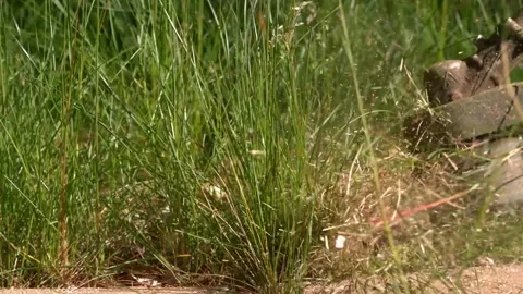 Weed Whacker Slow Motion 스톡 동영상 154518193