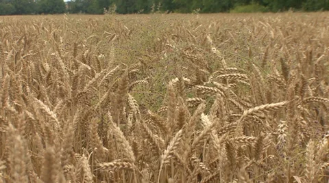 Weed in wheat field Stock Footage 39660322
