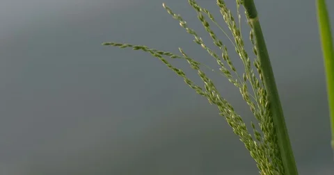 Weed in wild Stock Footage 81053185