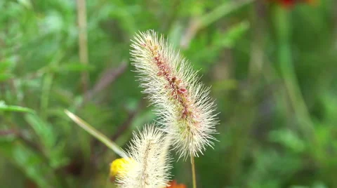 Weed in the wind 4K Stock Footage 42755044