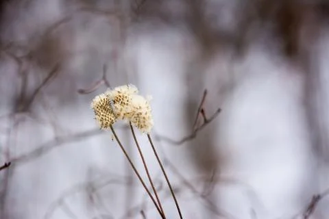 Weed in winter setting with bokeh Stock Photos