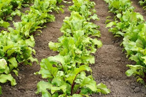 Weeded rows of red beets in the field. Stock Photos