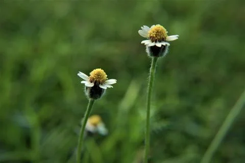 Weedflower Stock Photos